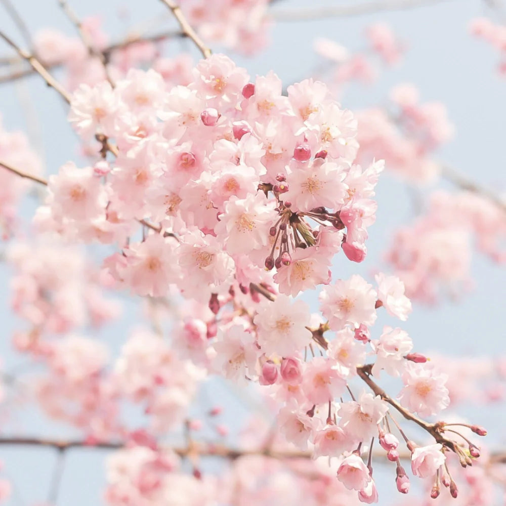Parfum fleur de cerisier représenté par des branches de cerisiers roses en fleurs
