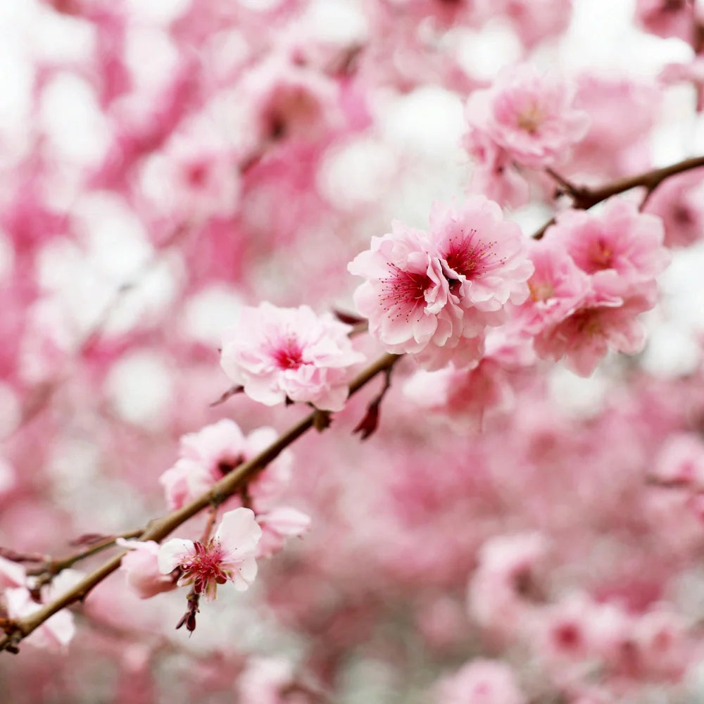 Parfum fleur de sakura représenté par des branches de cerisiers roses en fleurs