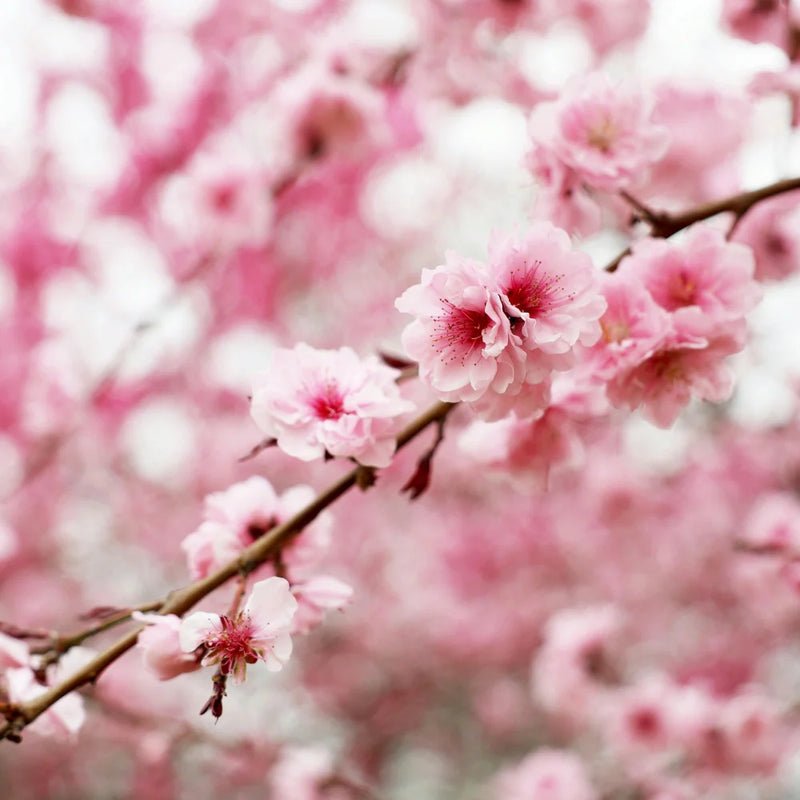 Parfum fleur de sakura représenté par des branches de cerisiers roses en fleurs